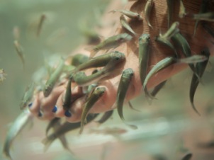 Are Fish Pedicures Safe?