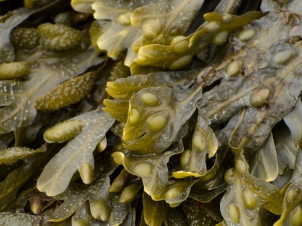 Seaweed Baths