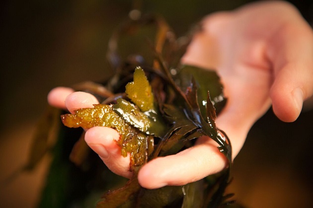 Voya Seaweed at The Well Spa Waterford